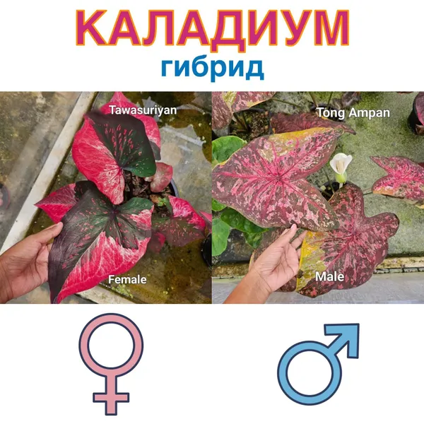 Каладиум гибрид Tong Ampan x Tawasuriyan семена 5 штук