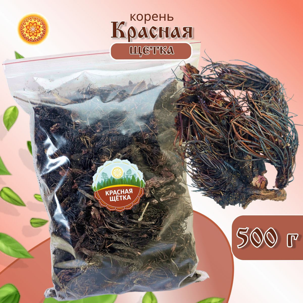 Красная щетка Алтайская (Родиола четырехчленная) корень.