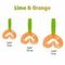 Твистер Helios Credo Double Tail 3,54"/9 см Lime &amp; Orange 5шт. (HS-28-020)