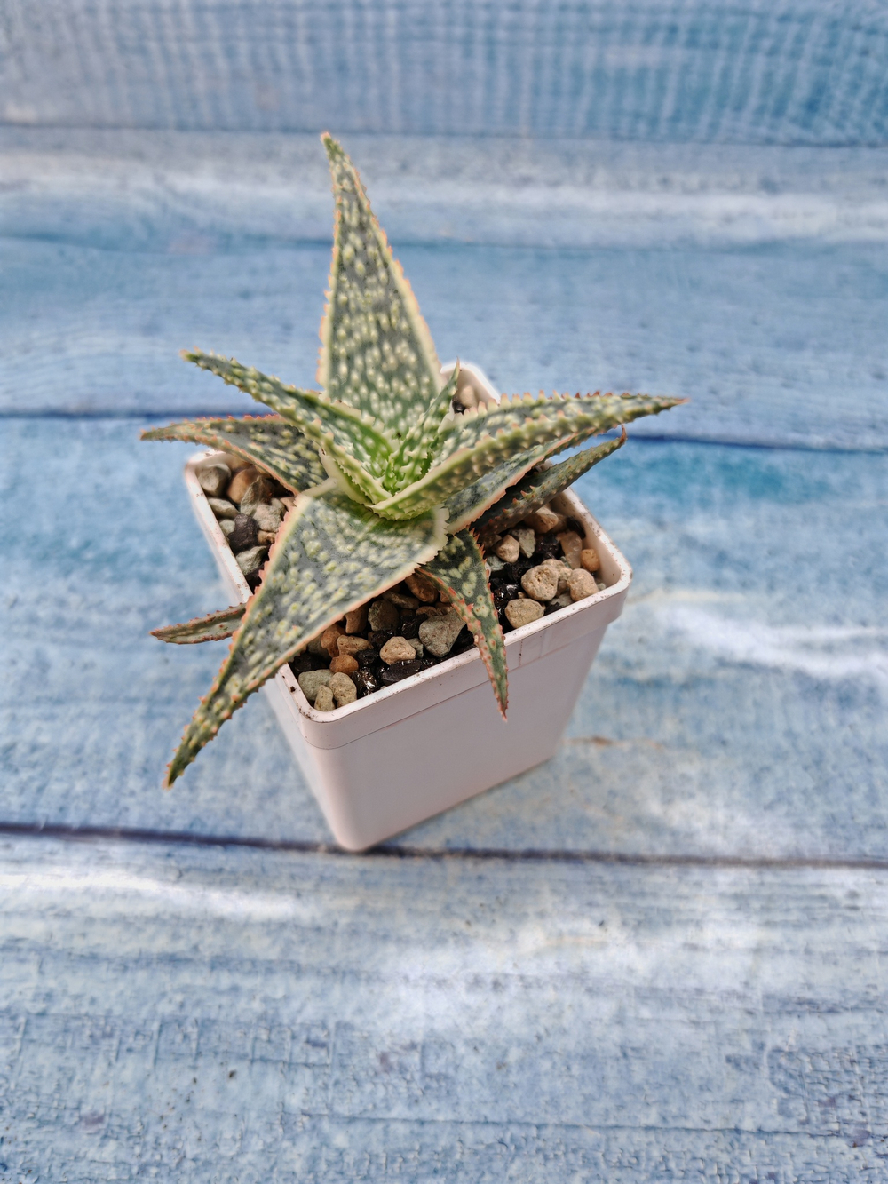 Aloe Carola (Алоэ)