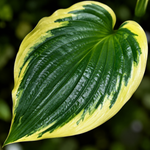 Хоста ‘Queen Josephine’