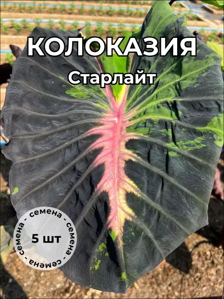 Колоказия Старлайт Starlight — семена, 5 шт.