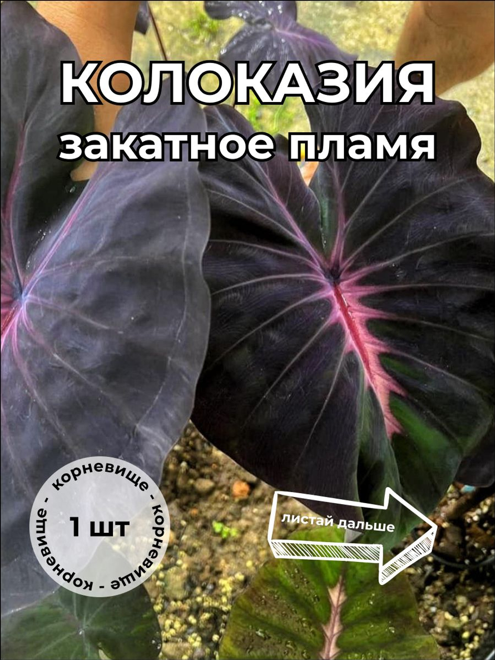 Колоказия Закатное Пламя корневище