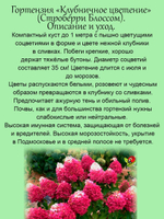 Гортензия Клубничное цветение Строберри Блоссом метельчатая