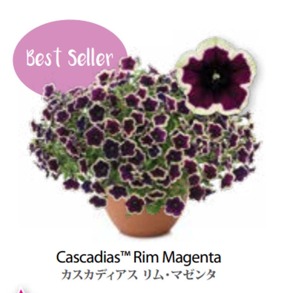 ЕВРО Петуния CASCADIAS Rim Magenta ЕВРО укорененный черенок ФЕВРАЛЬ поставка 16