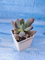 Pachyphytum Bracteosum fitkai (Пахифитум)
