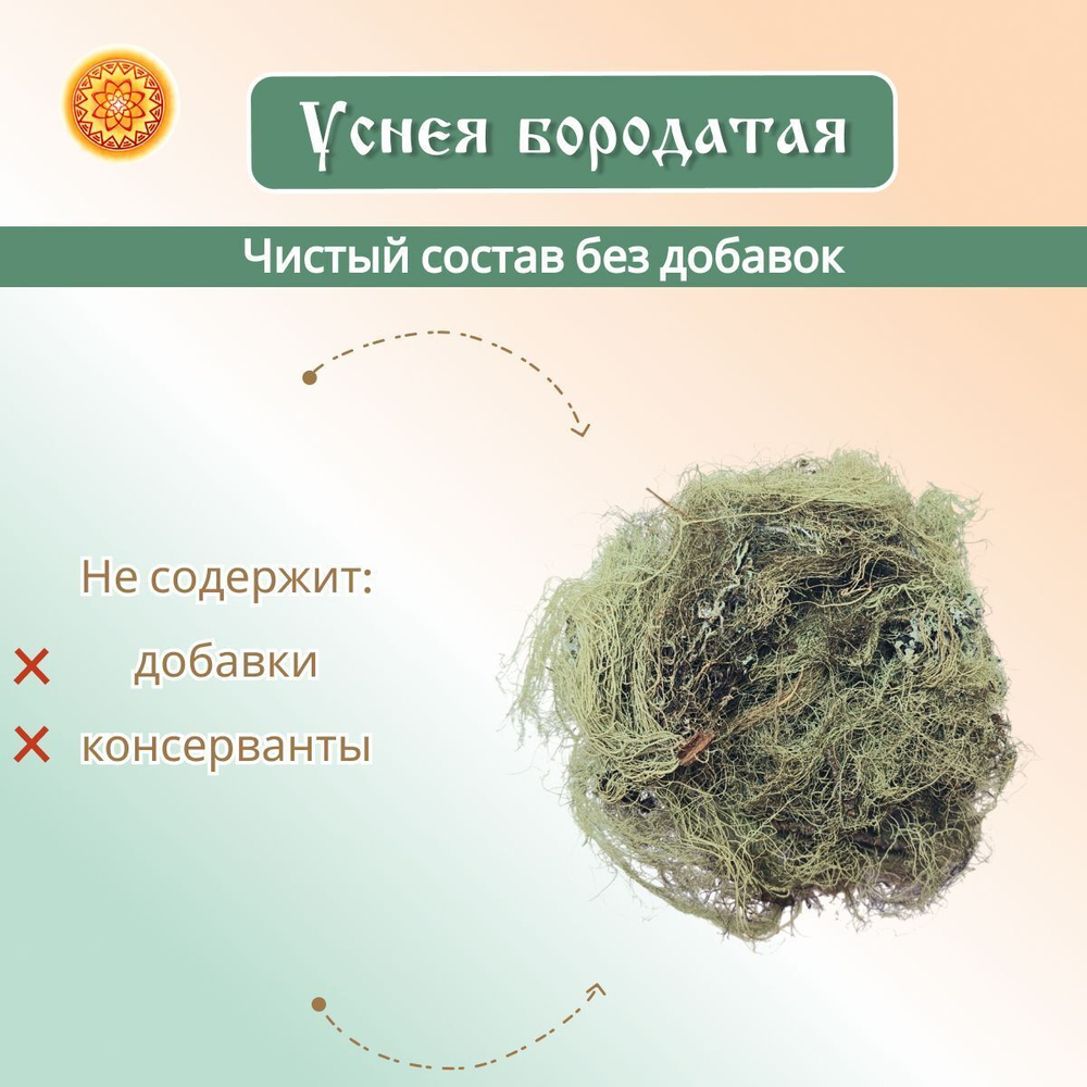 Уснея бородатая (лишайник)