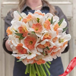 Нарцисс Прекоушес Закупка Н21 весна 2027