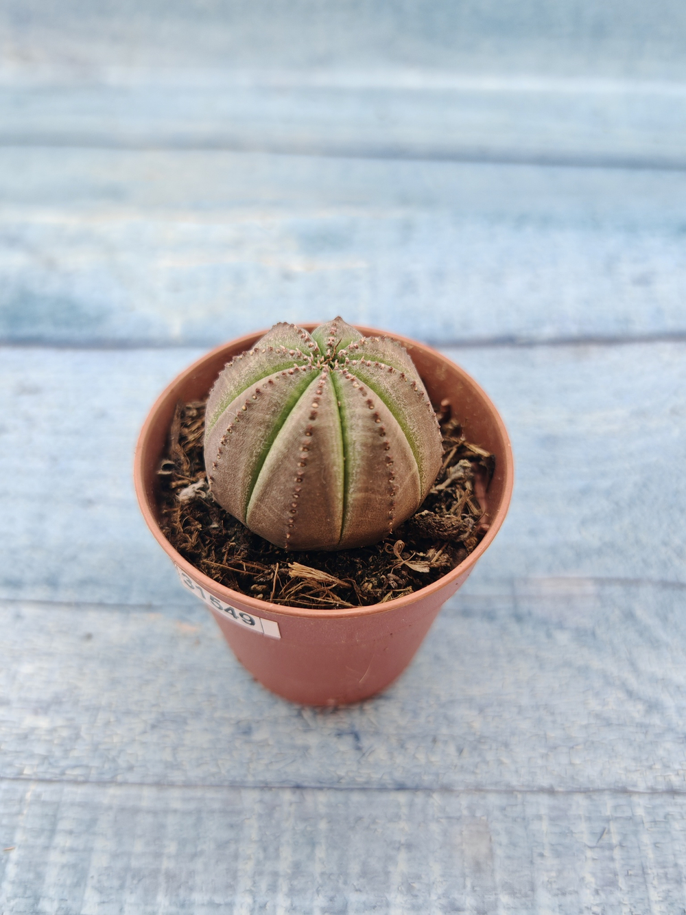 Euphoria Obesa (Эуфорбия)