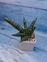 Sansevieria Cylindrica Boncellensis (Сансевиерия)