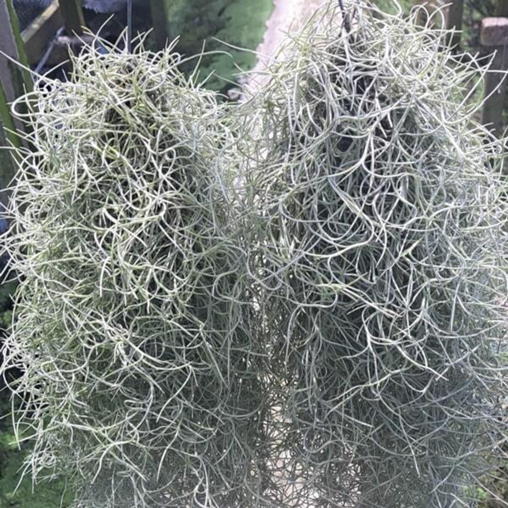 Тилландсия usneoides