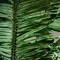 Пальма PALMERA