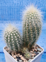 Cleistocactus Strausii (Клейстокактус)