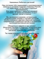 Петуния Амазон Миднайт Финч