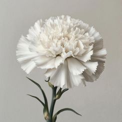 Гвоздика белая, 65 см.