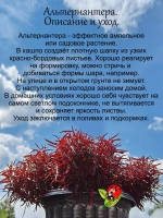 Альтернантера Сесилия Рубра