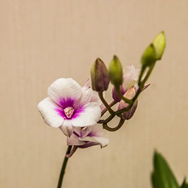 Дендробиум-Фаленопсис (Dendrobium Phalaenopsis) 4940