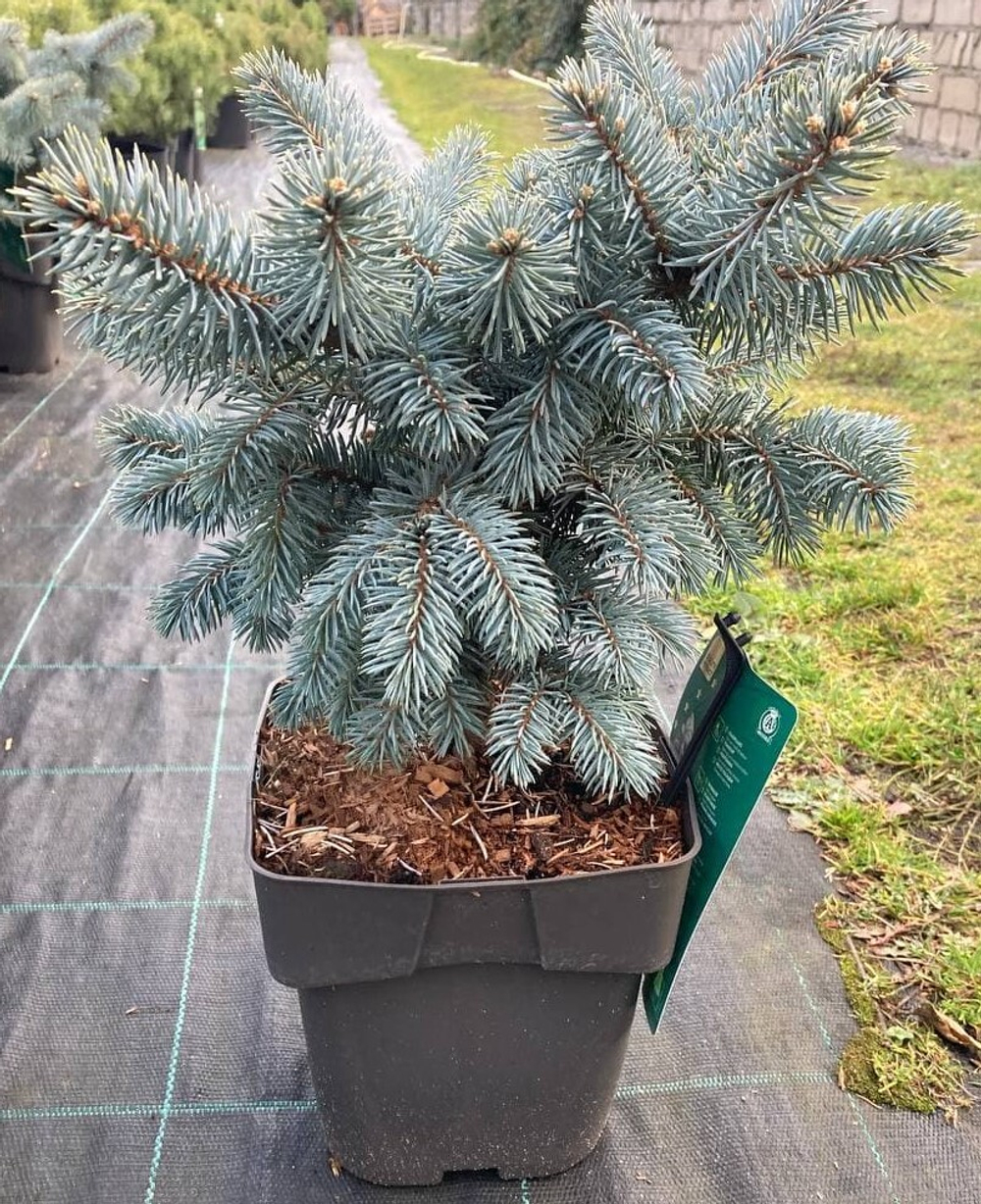 Ель "Glauca Globosa"