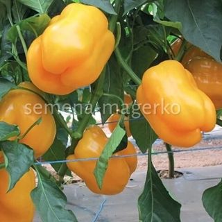 Перец Абей F1  500 (семян)