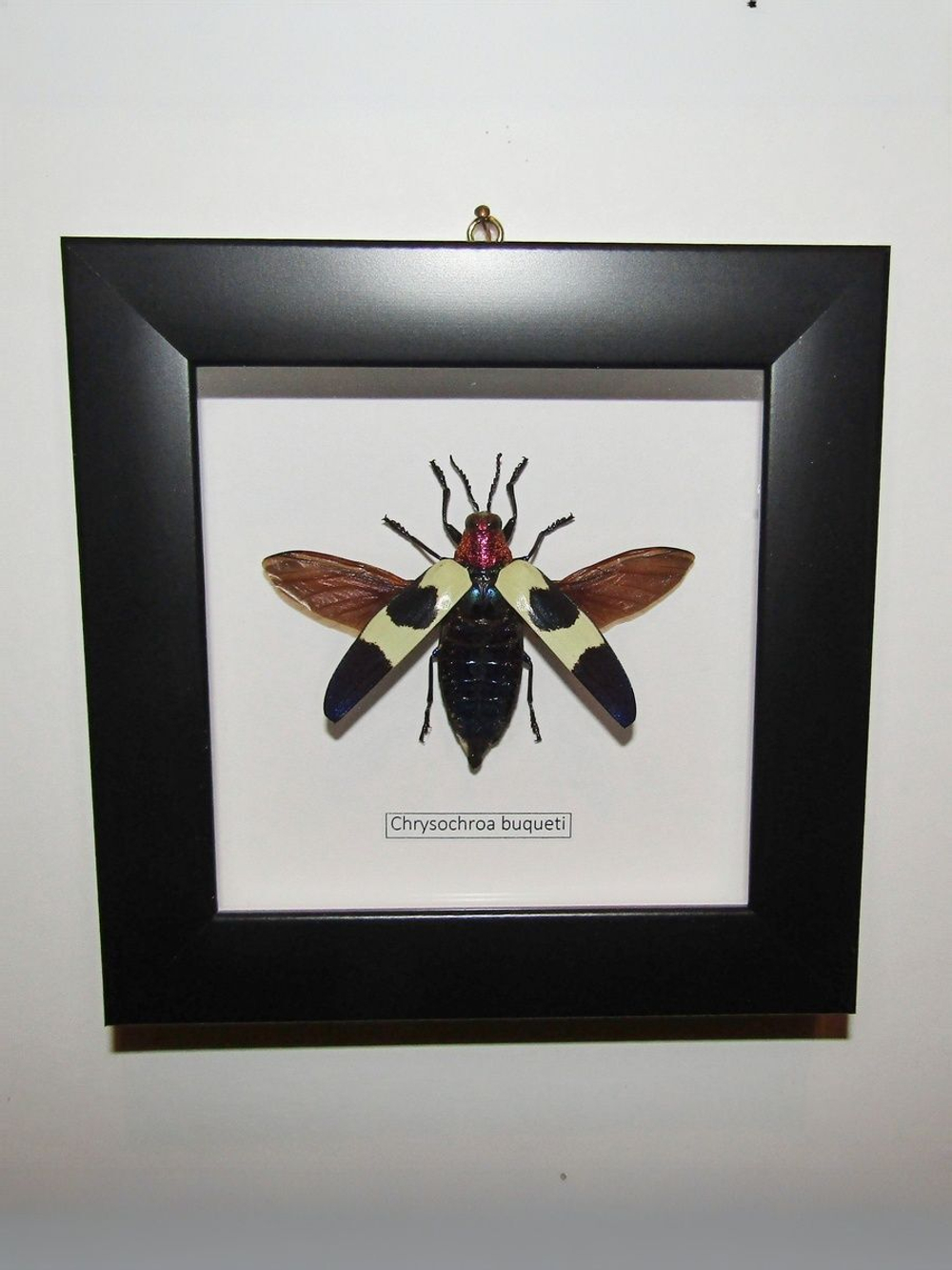 Жук Златка Chrysochroa в рамке