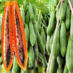 Папайя Кранг Papaya Lac семена 3 шт
