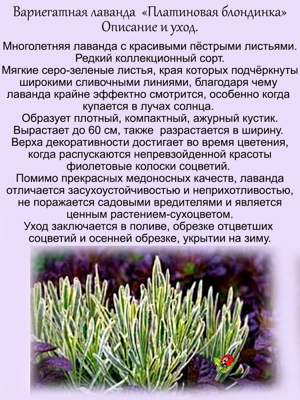Лаванда вариегатная Платиновая блондинка пёстролистная