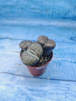 Lithops sp. (Литопсы)