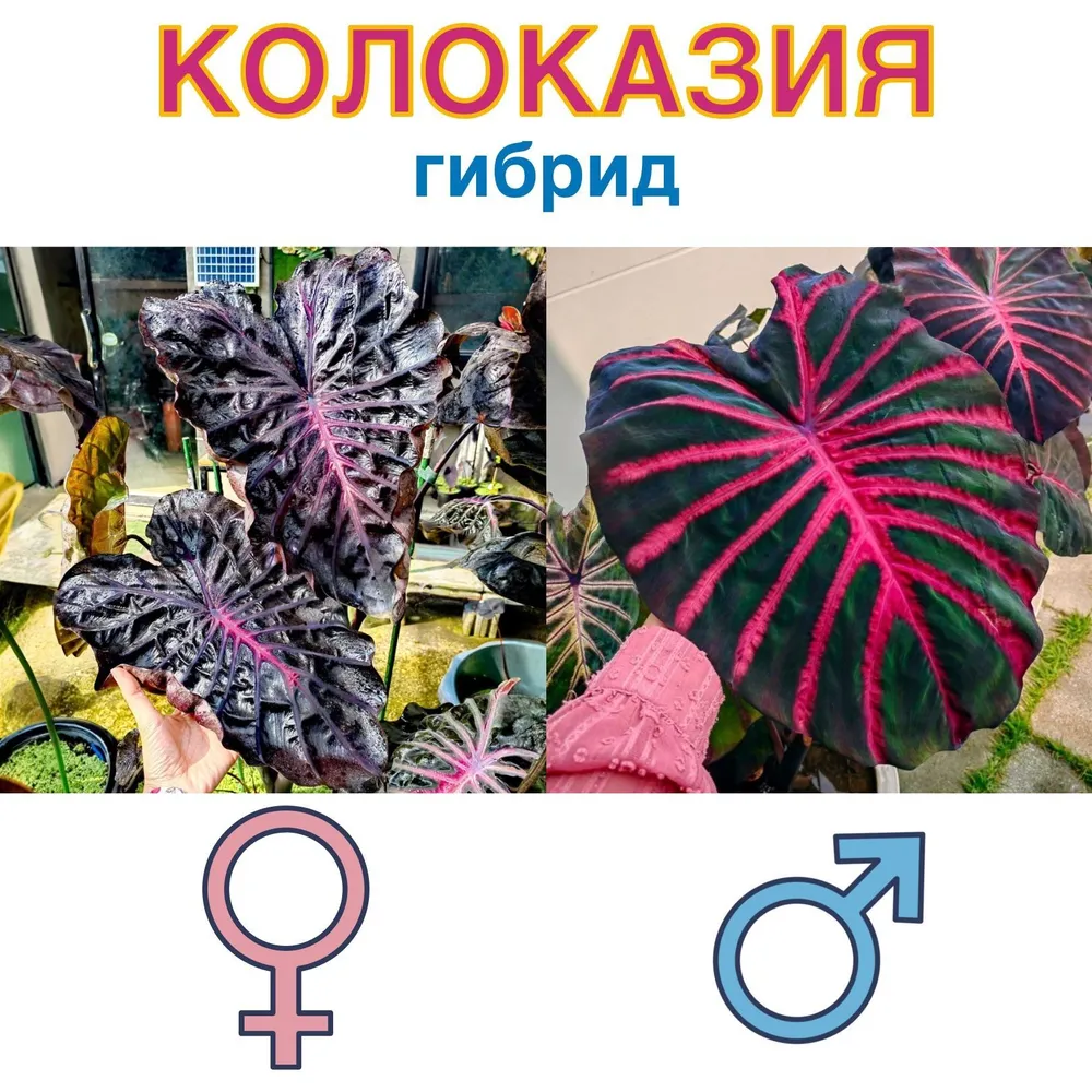 Колоказия гибрид "Зеркалный графит х Призрачный гонщик" семена 5 штук