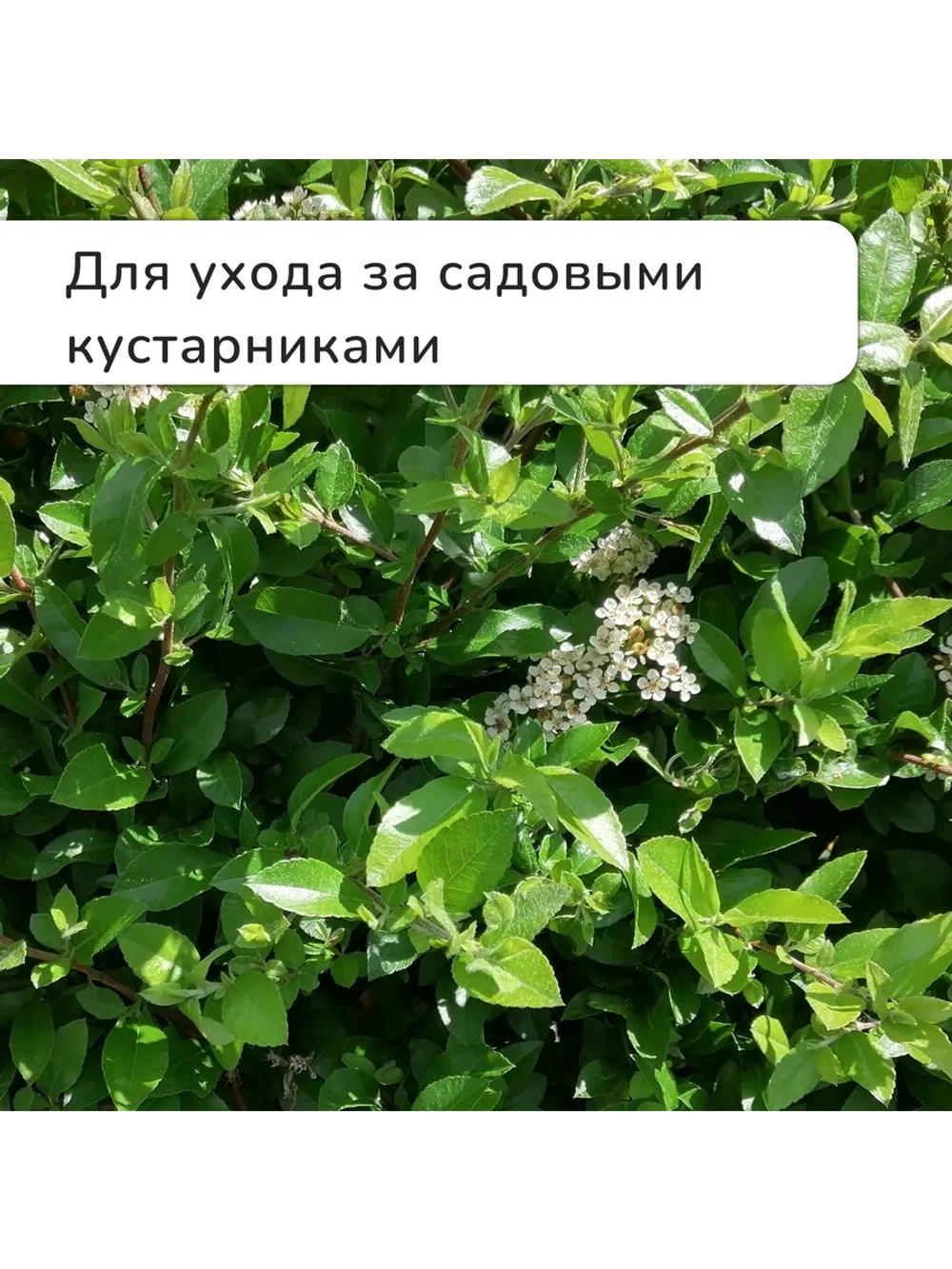 Секатор плоскостной