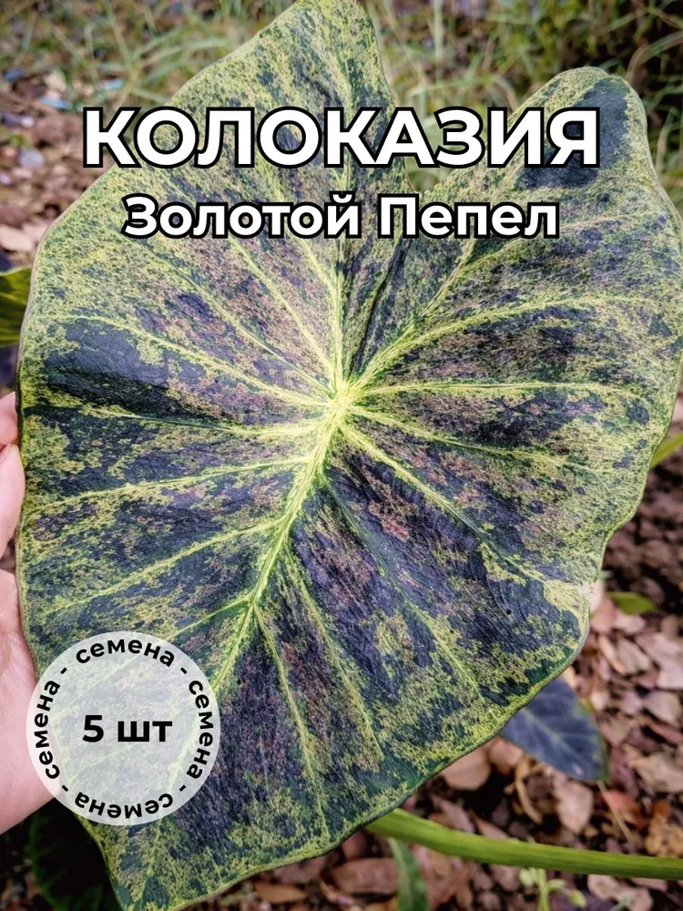 Колоказия "Золотой Пепел" — семена, 5 шт.