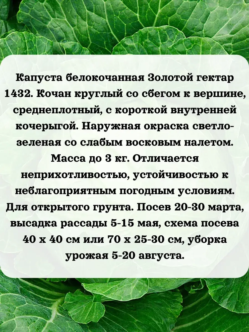 Семена капуста белокочанная Золотой гектар 1432 5 гр