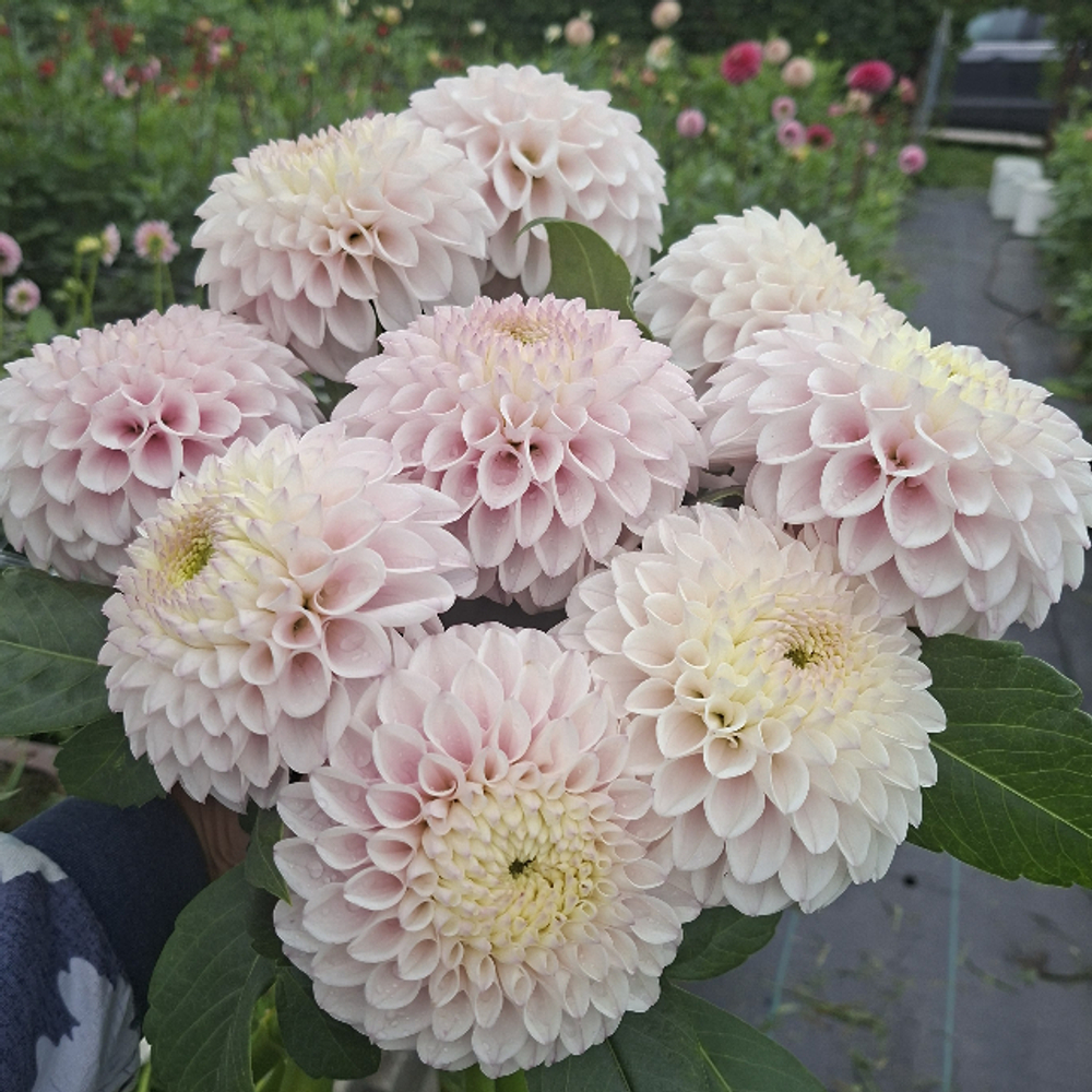 Георгин Пинк Перл (Pink Pearl)