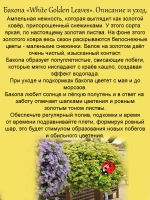 Бакопа Белая с золотыми листьями Вайт Голден Ливес