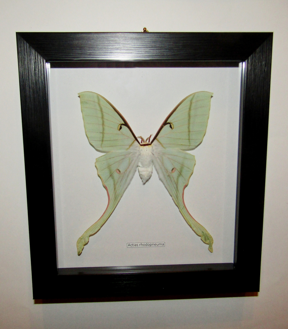 Бабочка Actias rhodopneuma cамка в рамке