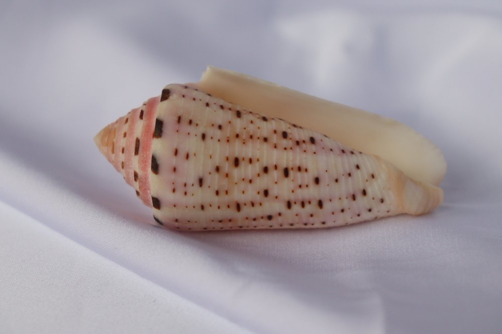 Конус аурисиацус (Conus aurisiacus), 6,7см, 1шт
