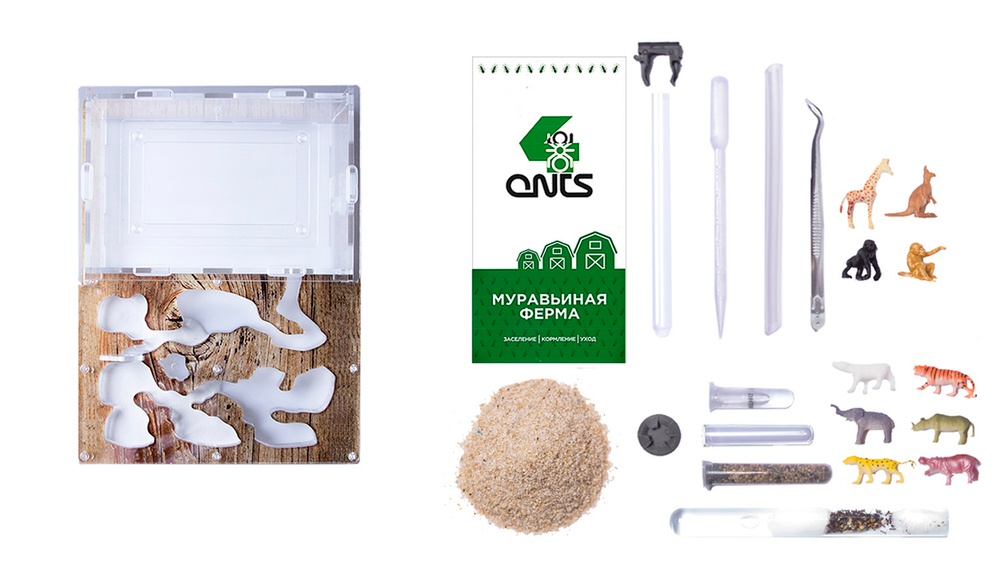Antrum L дерево + муравьи Camponotus parius