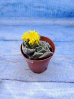 Faucaria Tuberculosa (Фаукария)