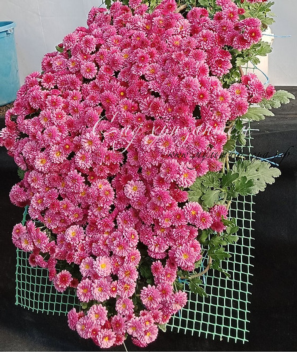Каскадная хризантема Rose 🌿 /поставка |май 2027|саженец|