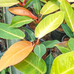 Филодендрон ORANGE CONGO