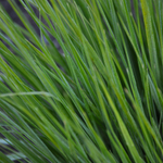 Молиния голубая "Heidebraut". Molinia caerulea "Heidebraut"