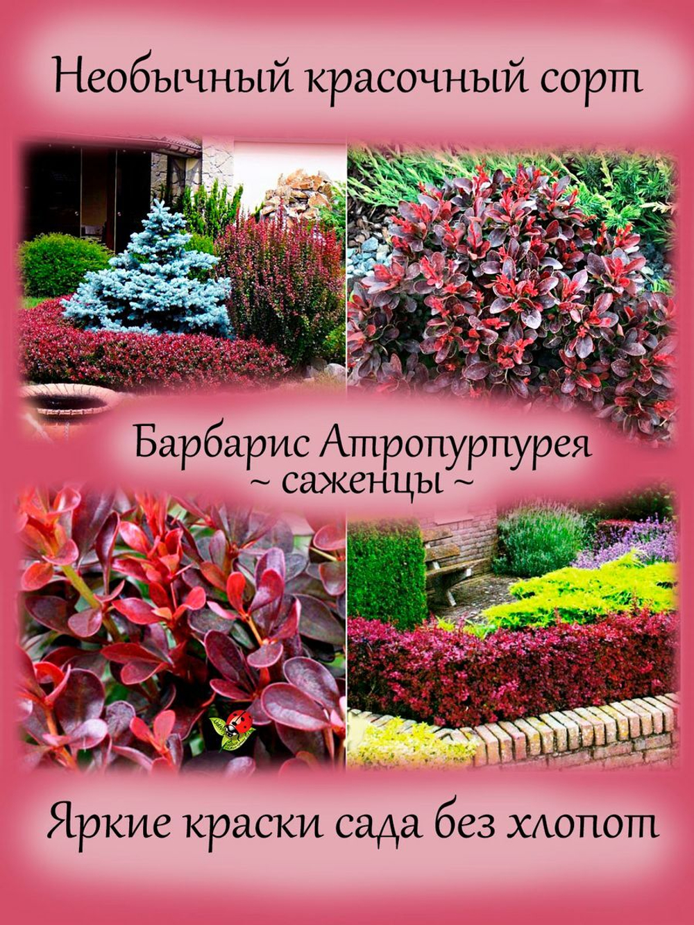 Барбарис Атропурпурея тунберга красно-пурпурный