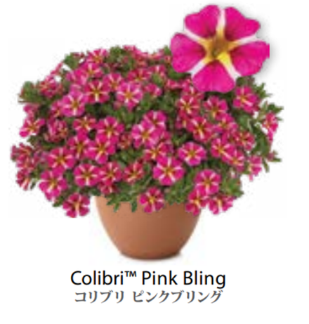 ЕВРО Калибрахоа COLIBRI Pink Bling укоренный черенок начало января поставка 9