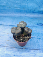 Lithops sp. (Литопсы)