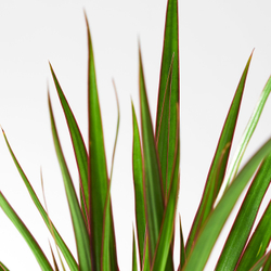 IKEA DRACAENA MARGINATA  (ИКЕА ДРАСАЕНА МАРГИНАТА)  -  Комнатное растение - драцена окаймлённая 9 см
