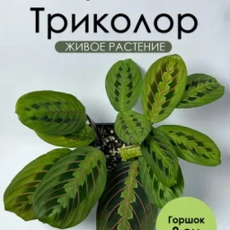 МАРАНТОВЫЕ