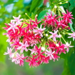 Комбертум индийский лиана – Quisqualis indicum creeper (20)
