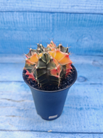 Gymnocalycium Variegata (Гимнокалициум Вариегатный)