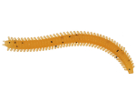 Мягкая приманка LureMax RAG WORM