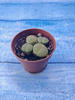 Lithops sp. (Литопсы)