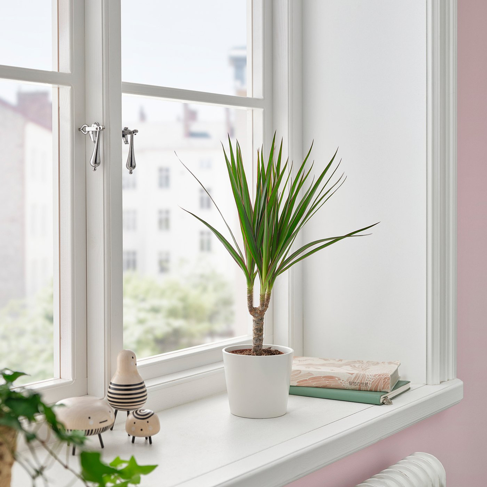 IKEA DRACAENA MARGINATA  (ИКЕА ДРАСАЕНА МАРГИНАТА)  -  Комнатное растение - драцена окаймлённая 9 см